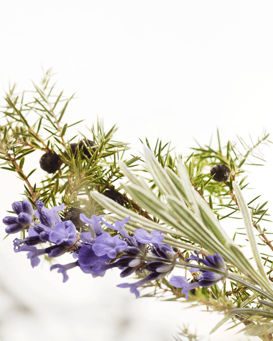 White Moss - Eau de parfum unisexe - 100 ml