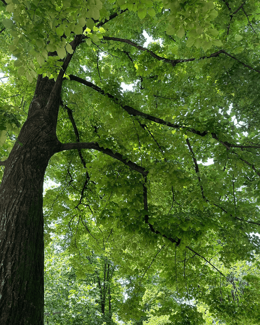 Tilia Cordata - Eau de Parfum pour femme - 100ml