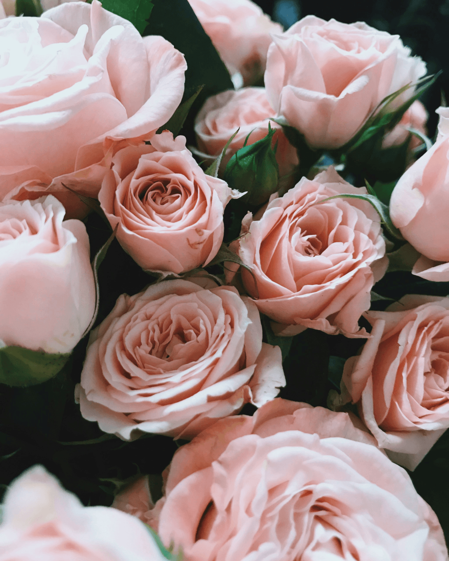 Giardino Segreto - Eau de Parfum for Women - 50 ml