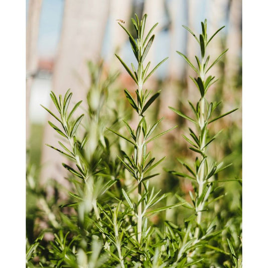 Šfarìa - Aromatic Face & Body Cleansing Cream