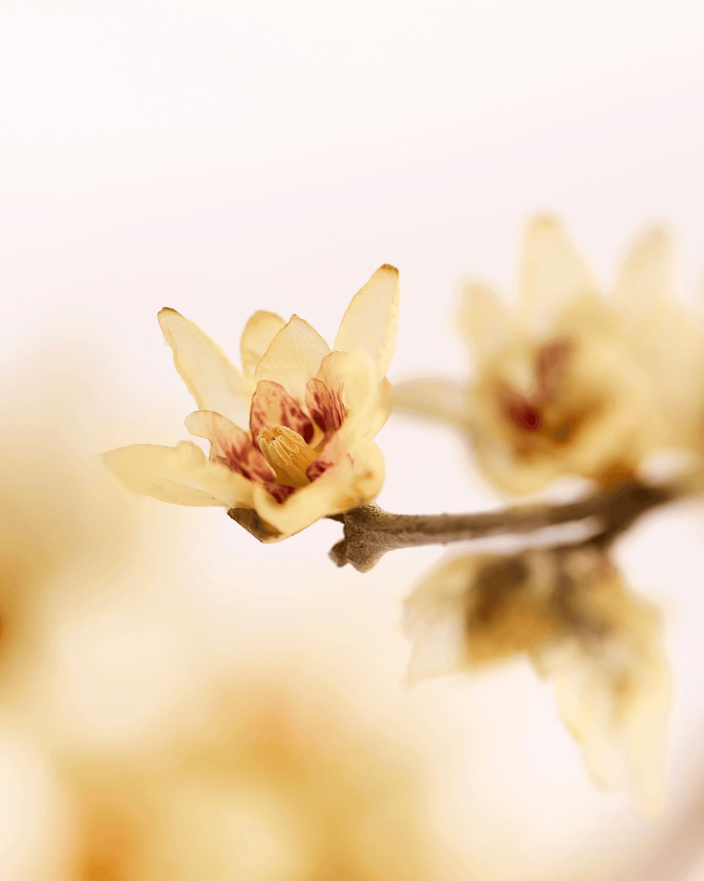 Calycanthus - Eau de Parfum pour femme - Format voyage
