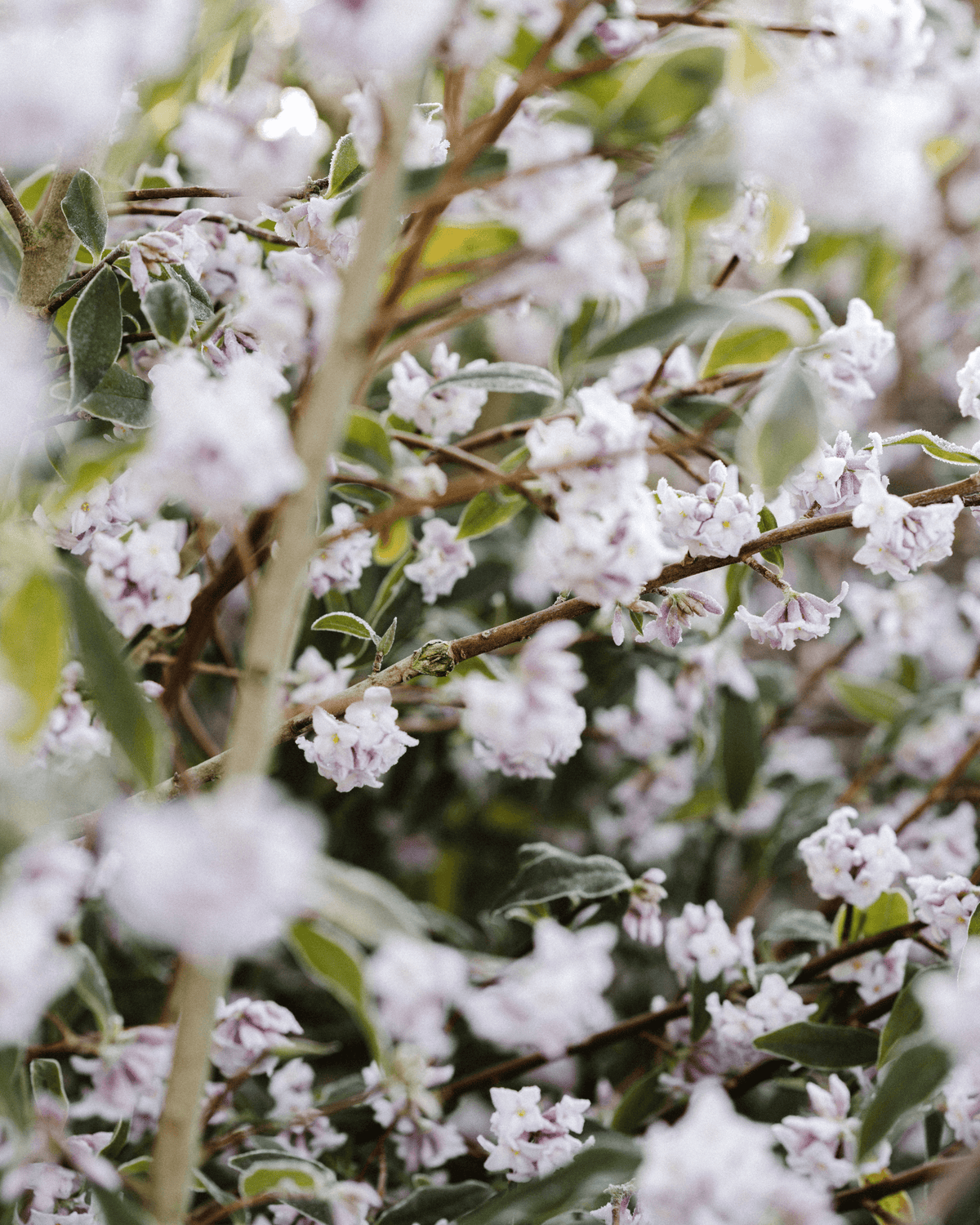 Jasmine & Water Lily Hand Cream
