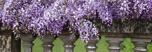 collections/beauty_0003_wisteria.jpg