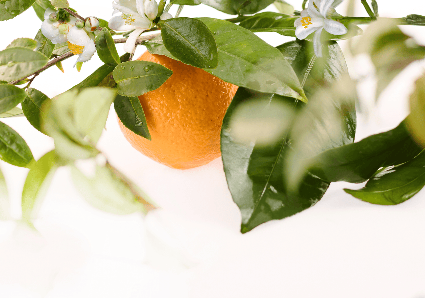 Mandarine et thé vert - Eau de Parfum unisexe - Format voyage
