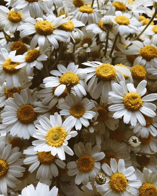 Idillio - Eau de Parfum - 100 ml