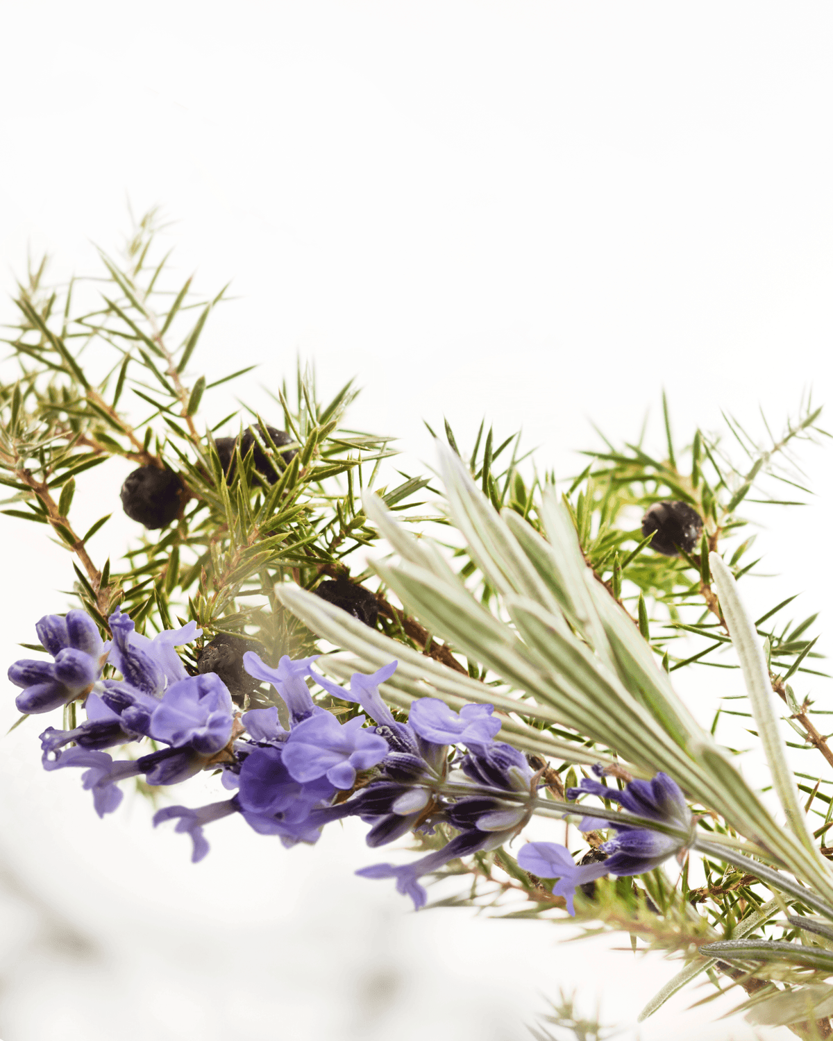 White Moss Eau de Cologne - 30 ml