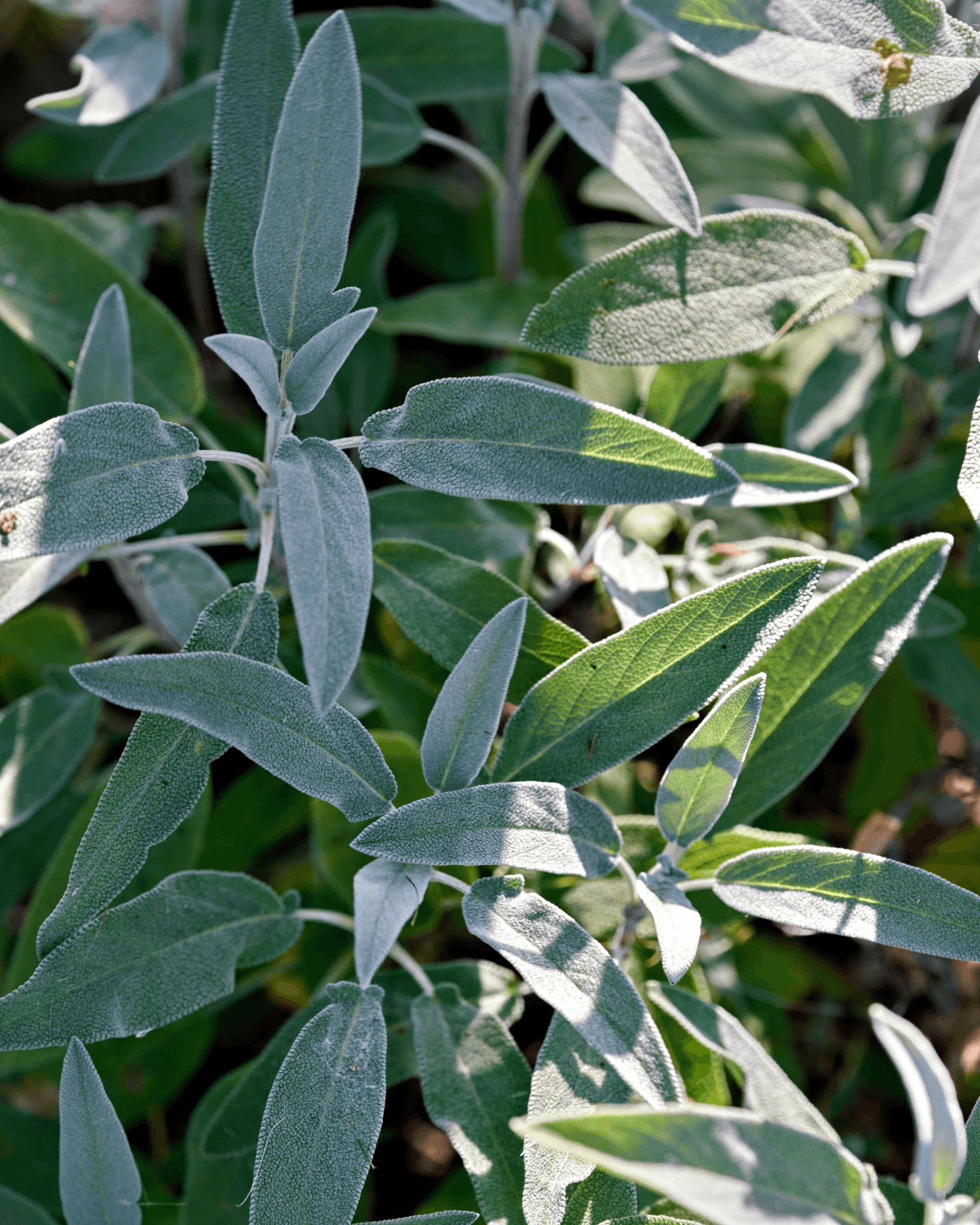 Libocedro & Salvia - Eau de Parfum For Men - Travel Size