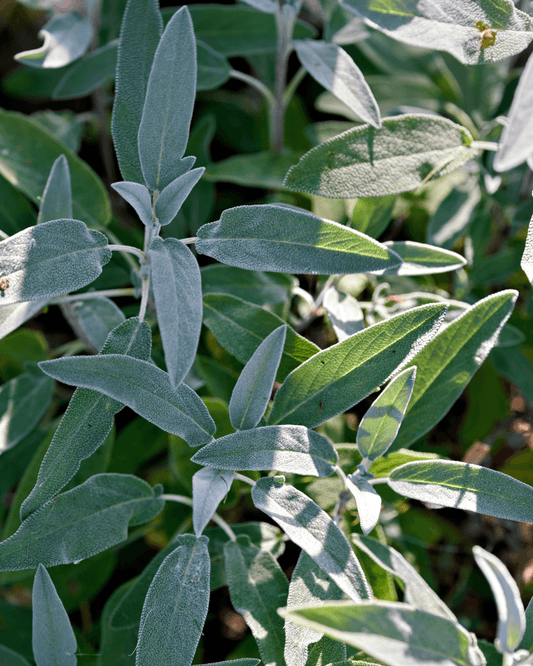 Libocedro & Salvia - Eau de Parfum pour Homme - 100 ml