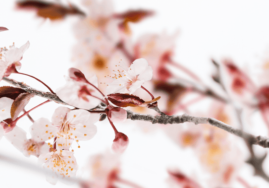 Sakura Tokyo - Eau de Parfum - 100 ml